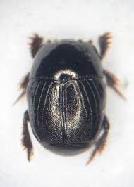 Attēlu rezultāti vaicājumam “Hypocaccus rugiceps”