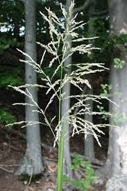 Attēlu rezultāti vaicājumam “Glyceria maxima”