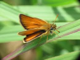 Attēlu rezultāti vaicājumam “Thymelicus lineola”