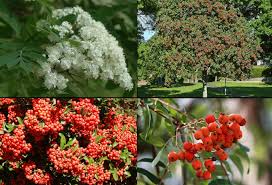 Attēlu rezultāti vaicājumam “Sorbus aucuparia flower”
