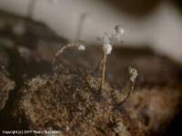 Attēlu rezultāti vaicājumam “Didymium verrucisporum”