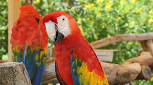 Image result for Bird