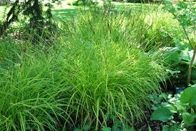 Attēlu rezultāti vaicājumam “Carex elata”