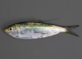 Image result for Alosa mediocris