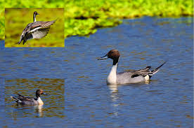 Attēlu rezultāti vaicājumam “Anas acuta male”