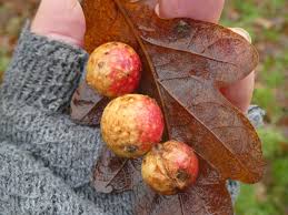 Attēlu rezultāti vaicājumam “Cynips quercusfolii”