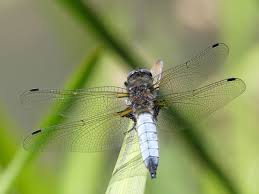 Attēlu rezultāti vaicājumam “Libellula fulva”