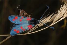 Attēlu rezultāti vaicājumam “Zygaena filipendulae”