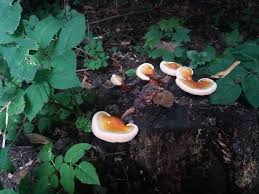 Attēlu rezultāti vaicājumam “Calicium adspersum”