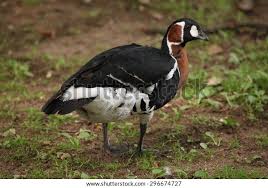 Attēlu rezultāti vaicājumam “Branta ruficollis”