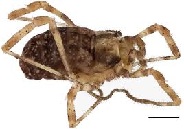 Attēlu rezultāti vaicājumam “Lophopilio palpinalis”