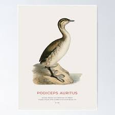 Image result for Podiceps auritus