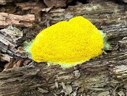 Attēlu rezultāti vaicājumam “Fuligo septica cf. rufa plasmodium”