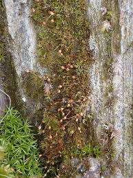 Attēlu rezultāti vaicājumam “Licea pusilla spores”