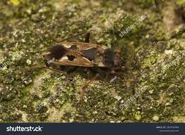 Image result for Rhyparochromus