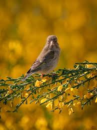 Attēlu rezultāti vaicājumam “Chloris chloris female”