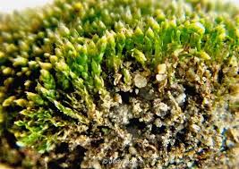 Attēlu rezultāti vaicājumam “Bryum argenteum”