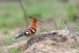 Attēlu rezultāti vaicājumam “Upupa epops adult”