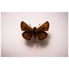 Attēlu rezultāti vaicājumam “Thymelicus lineola underside”