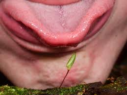 Attēlu rezultāti vaicājumam “Pohlia wahlenbergii macro”