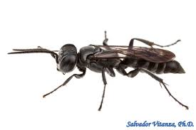 Attēlu rezultāti vaicājumam “Crabronidae”