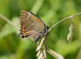 Attēlu rezultāti vaicājumam “Satyrium w-album underside”