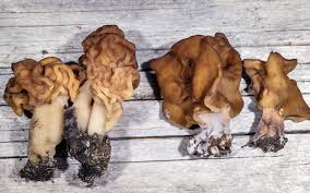 Attēlu rezultāti vaicājumam “Gyromitra infula”