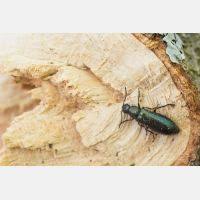 Attēlu rezultāti vaicājumam “Dasytes caeruleus imago”