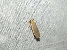 Attēlu rezultāti vaicājumam “Eilema depressa imago”