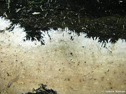 Attēlu rezultāti vaicājumam “Steccherinum fimbriatum”