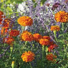 Attēlu rezultāti vaicājumam “Tagetes flower”
