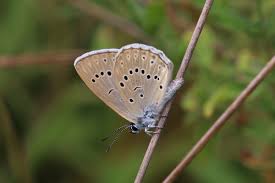 Attēlu rezultāti vaicājumam “Maculinea teleius underside”