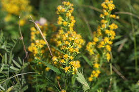Image result for Solidago virgaurea