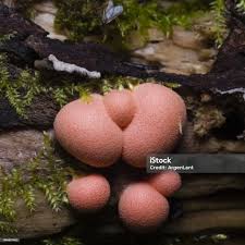 Attēlu rezultāti vaicājumam “Lycogala epidendrum s.str. macro”