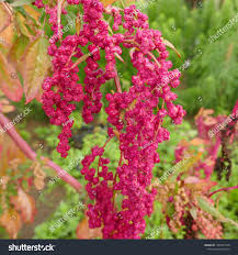 Attēlu rezultāti vaicājumam “Chenopodium polyspermum var. acutifolium flower”