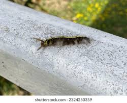 Attēlu rezultāti vaicājumam “Saturnia pavonia larva”