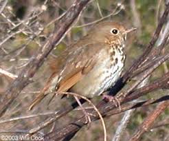 Image result for Catharus guttatus