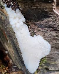 Attēlu rezultāti vaicājumam “Brefeldia maxima spores”