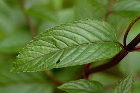 Attēlu rezultāti vaicājumam “Mentha spicata”