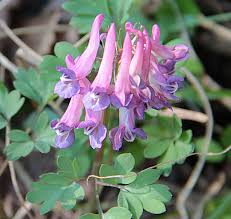 Attēlu rezultāti vaicājumam “Corydalis cava”