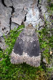 Attēlu rezultāti vaicājumam “Amphipyra perflua”