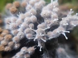 Attēlu rezultāti vaicājumam “Siphoptychium violaceum macro”