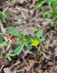 Attēlu rezultāti vaicājumam “Potentilla norvegica flower”