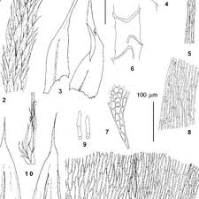Attēlu rezultāti vaicājumam “Eurhynchium angustirete sporophyte”