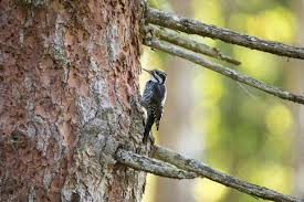 Attēlu rezultāti vaicājumam “Picoides tridactylus”