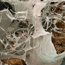 Attēlu rezultāti vaicājumam “Badhamia versicolor spores”