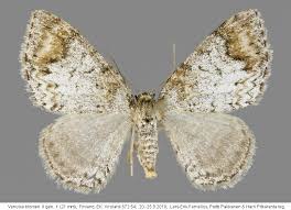 Attēlu rezultāti vaicājumam “Venusia blomeri”