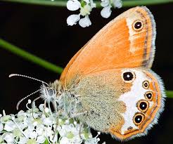 Attēlu rezultāti vaicājumam “Coenonympha arcania underside”