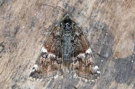 Attēlu rezultāti vaicājumam “Archiearis parthenias”