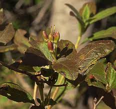 Attēlu rezultāti vaicājumam “Menziesia ferruginea”